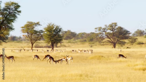 Wide angle shot of herd of Springboks antelopes Grazing in Grasslands of Savanah