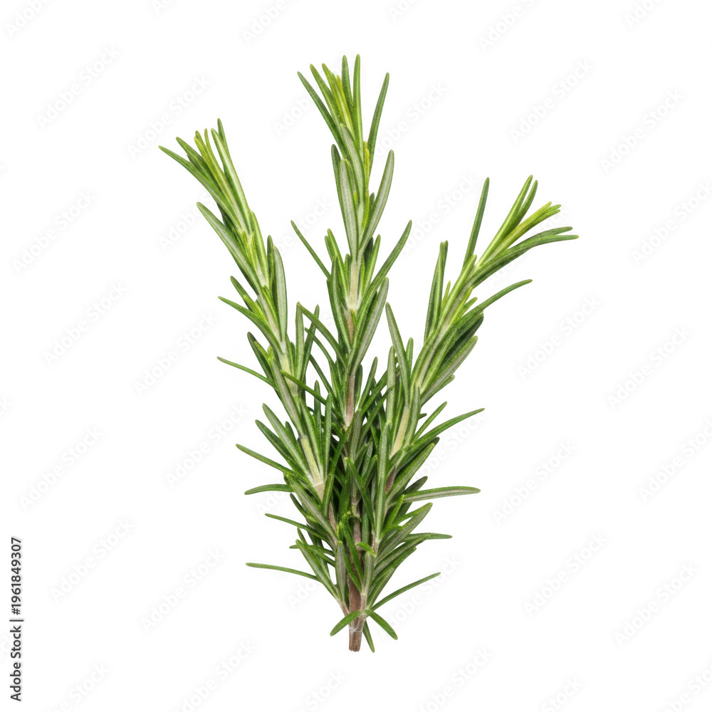 Fototapeta premium A small green pine tree branch with needles isolated on transparent background