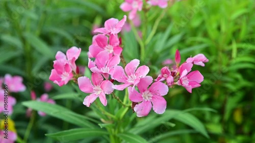 4K Pink oleander flowers swaying gently in soft light