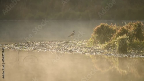 Beautiful bird resting in lake at sunrise in Misty morning.
