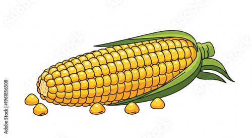Fresh yellow corn on the cob with green leaves and kernels scattered around on white background