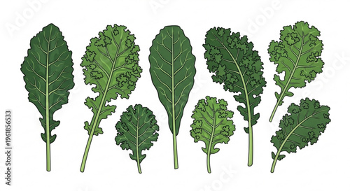 Variety of fresh green kale leaves on white background for healthy eating and cooking concepts