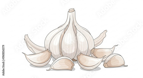 Detailed illustration of a whole garlic bulb with several cloves separated and arranged around it on a white background