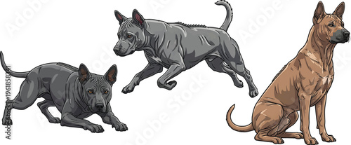 Thai Ridgeback dog running energetic crouching alert sitting pose set