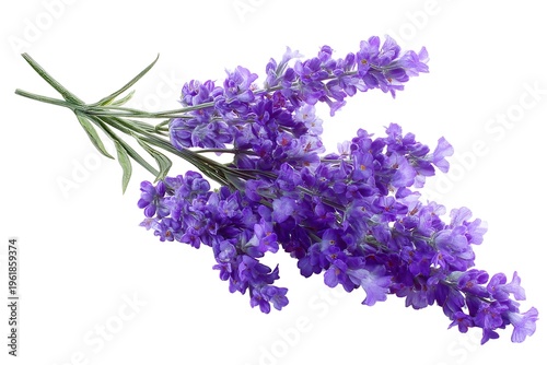 Fresh blooming purple lavender flowers bunch isolated on white background, botanical clip art
