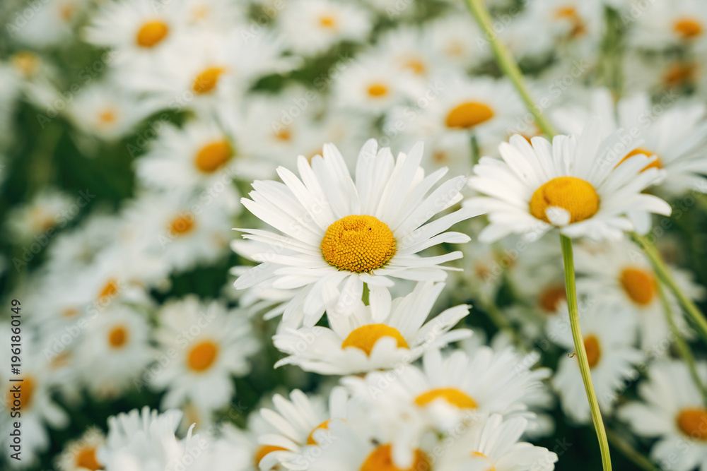 Obraz premium Vibrant Common Daisies Sprouting in a Green Spring Garden, Close-Up of Bellis Perennis in Soft Natural Daylight