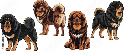 Tibetan Mastiff dog sitting standing looking back attentive pose set