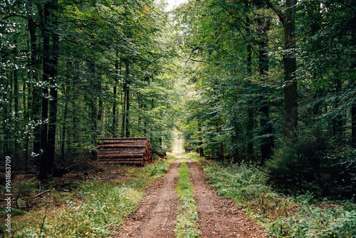 Enchanting Autumn Forest in Golden Morning Light, Vibrant Orange and Yellow Foliage in a Misty Natural Woodland