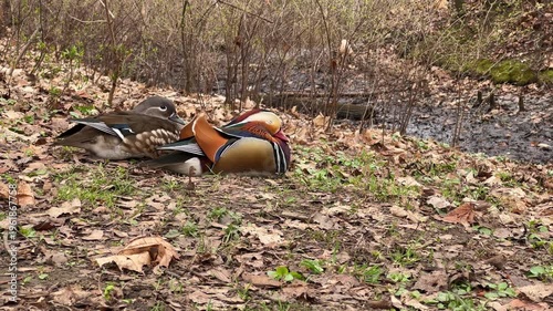 A dog scares a pair of mandarin ducks.