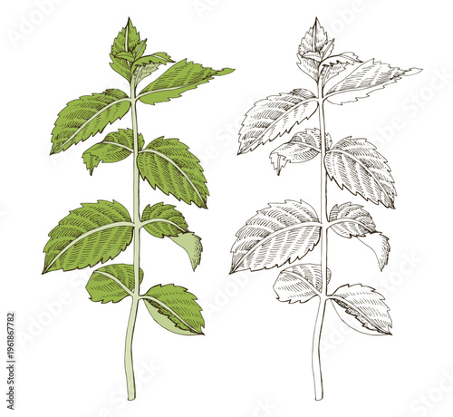 Mint plant hand drawn vector illustration