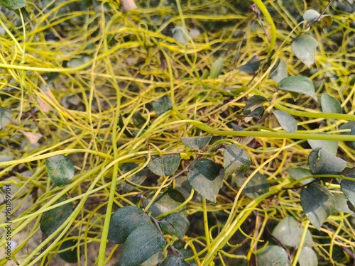 Foto Close up shot of dodder yellow grass.