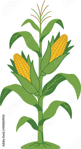 Flat vector illustration of a green corn plant with two ripe yellow maize cobs, featuring clean shapes and minimal design, suitable for agricultural, food, and farming themes.