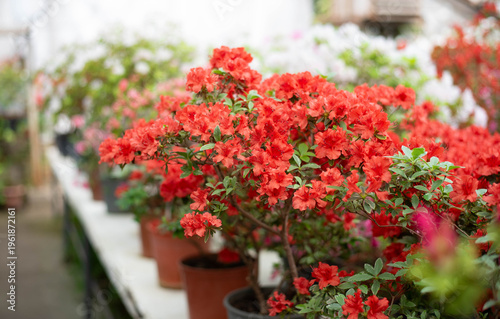 Red azaleas in flowerpots in a greenhouse. Spring flowering time. Flowering bright red azalea, genus rhododendron. Wallpaper. Space for text. 