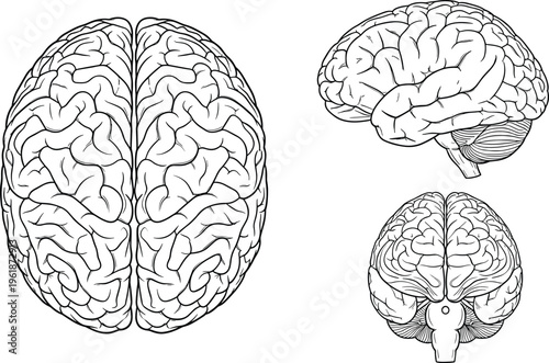 Detailed anatomical line drawings of human brain from multiple perspectives including top, side, and bottom views, showcasing cerebral cortex folds, cerebellum, brainstem,