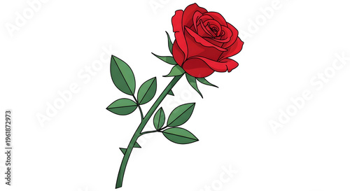 rose, red, flower, floral, blossom, bloom, botanical, illustration, vector, petal, romantic, love, valentine, wedding, nature, plant, garden, isolated, white background, beauty, elegant, art, drawing,