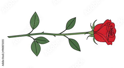 Vibrant red rose flower head, blooming scarlet blossom on white background, romantic floral element for wedding invitations and greeting cards