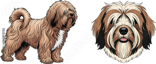 Tibetan Terrier dog standing side profile face closeup headshot pose set