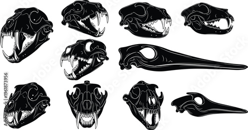 Animal skull illustration set, black and white artwork, anatomy vector design, natural history drawing, decorative graphic, flat vector illustration