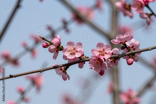 A branch of a tree with pink flowers against a blue sky_1