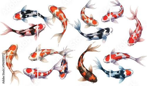 Koi fish collection with colorful ornamental carp, Japanese pond fish set in different poses for nature illustration, aquatic design and decorative vector artwork
