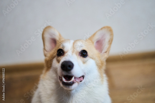 An adorable and joyful corgi with a delightful expression, perfect for all pet lovers and animal enthusiasts alike