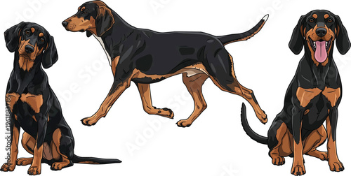 Transylvanian Hound dog walking trotting sitting curious happy panting pose set