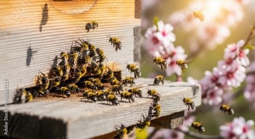 Busy bees collecting nectar at wooden beehive with beautiful blossoms in the background. Bees play vital role pollinating flowers and producing honey.