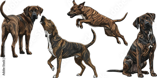 Treeing Tennessee Brindle dog howling standing jumping sitting pose set
