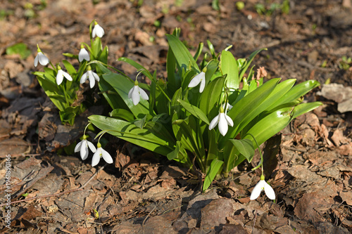 First flowers in March. Galanthus elwesii, Elwes's snowdrop or greater snowdrop, species of flowering plant in family Amaryllidaceae