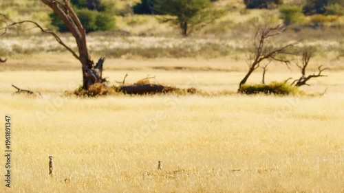 Meerkat or suricate (Suricata suricatta) at Savanah of Botswana, South Africa.
