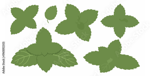 Collection of green mint and peppermint leaves vector illustration isolated