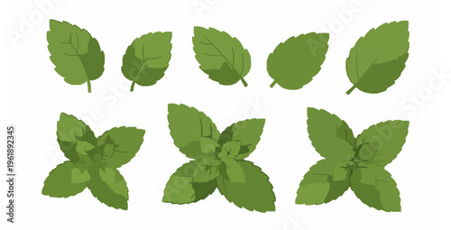 Green mint and peppermint fresh leaf vector set flat illustration on white background
