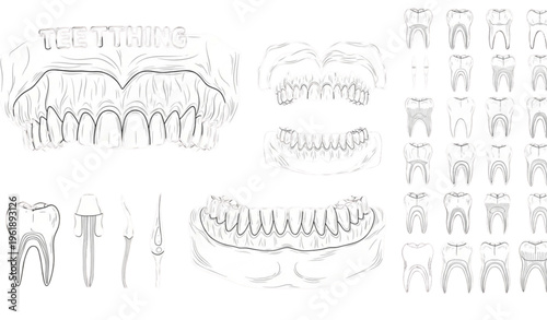 A comprehensive illustration of human teeth and dental anatomy