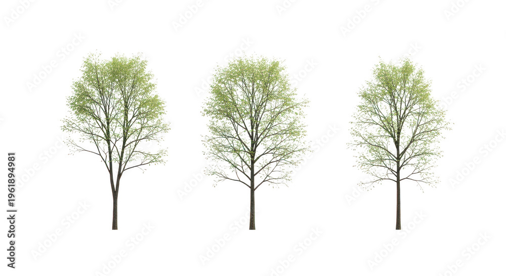Fototapeta premium Three young green trees standing side by side in a row isolated on transparent background