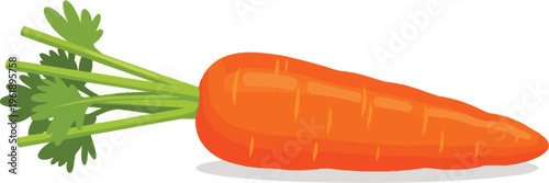 Bright orange carrot root displays vibrant green leafy tops attached for.