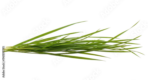 Fresh bundle of green wheat stalks with delicate seed heads isolated on transparent background