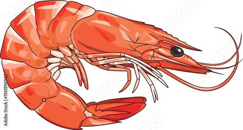 Cooked pink shrimp illustration displays curved body and prominent.