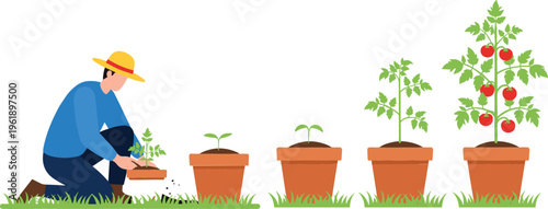Gardener Planting Tomato Seedlings with Stages of Growth from Seedling to Fruit-Bearing in Illustrated Vector Set for Agricultural Education