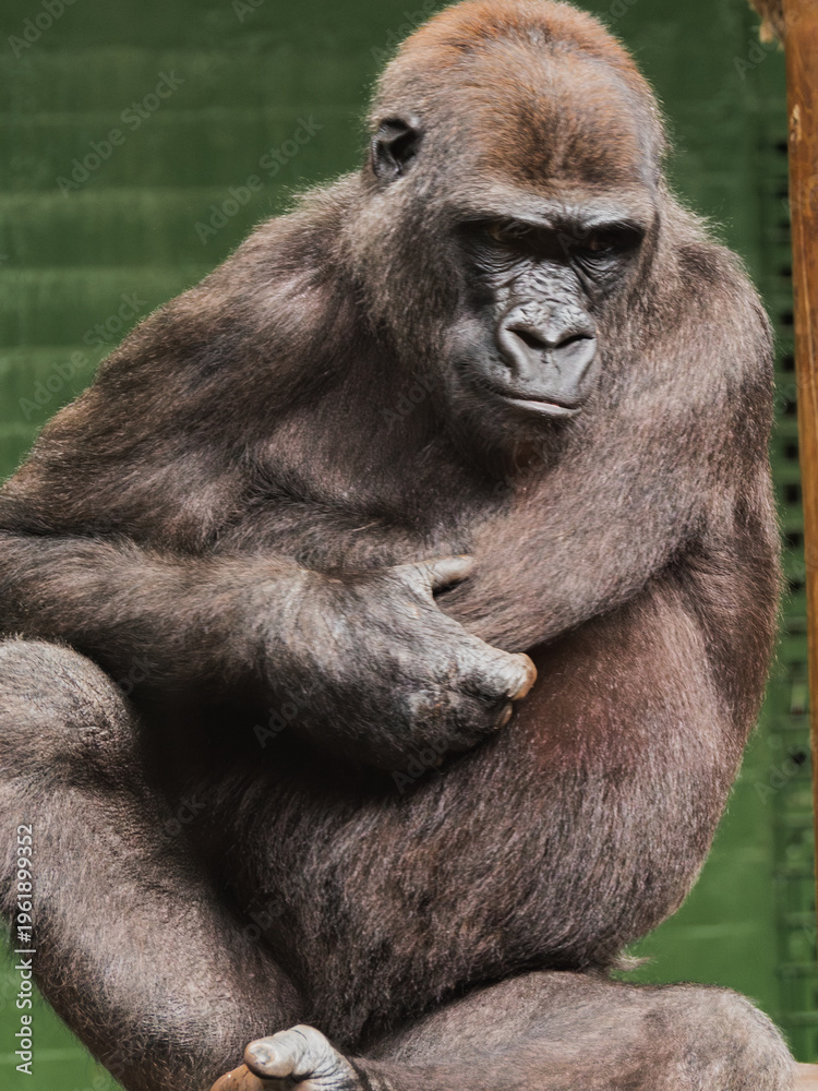 Obraz premium Gorilla sits quietly with a thoughtful look in a zoo enclosure