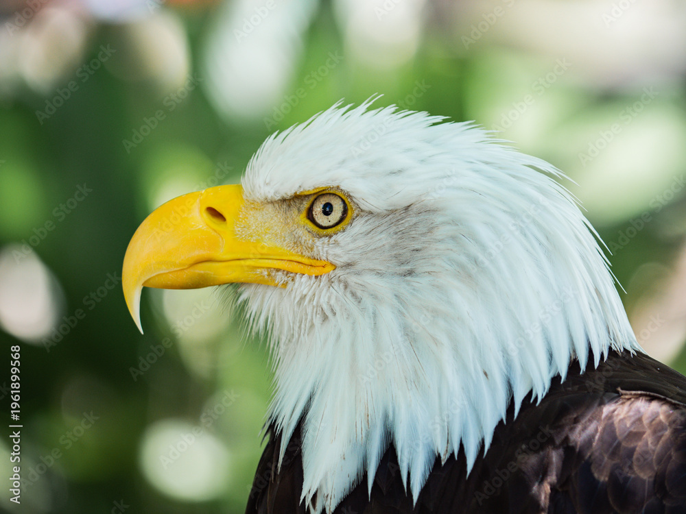 Obraz premium Bald eagle perched outdoors in natural habitat on a sunny day