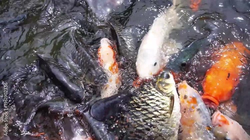 Gemini berkataVibrant Koi and Tilapia Feeding Frenzy in a Densely Stocked Freshwater Pond
