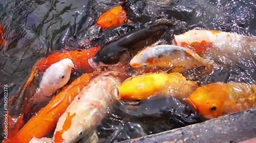 Colorful koi fish swimming closely in water with splashes and vibrant patterns
