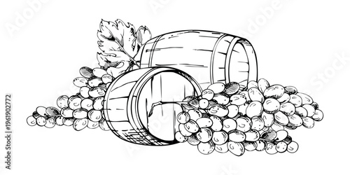 Harvested grape bunches, fruit clusters, old aging wooden cask barrels for distillery storage. Ink vector illustration, hand drawn graphics. Travel guides, vineyard maps, wine region and agritourism