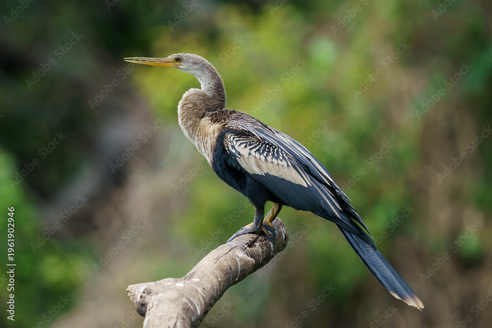 Obraz premium Anhinga (Anhinga anhinga)