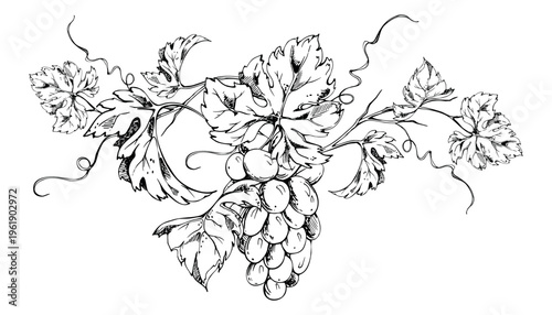 Botanical grapevine composition hand drawn with fine ink lines, grape clusters, leaves and flowing tendrils. Isolated vector illustration. Winery branding, vineyard maps, packaging, stationery design.