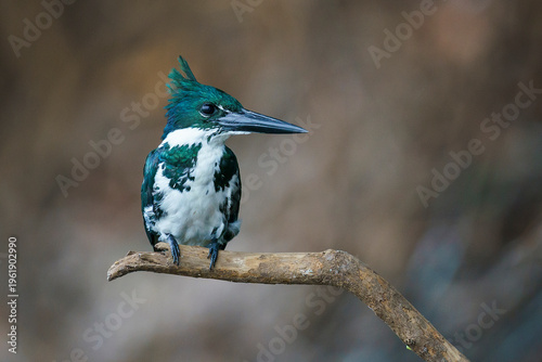 Amazon kingfisher (Chloroceryle amazona)