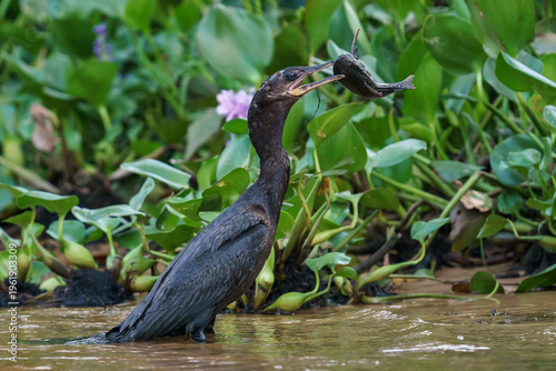 Neotropic Cormorant (Nannopterum brasilianum) with cat fish
