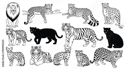 Big cat species line art set featuring lion leopard cheetah tiger panther and various wild feline animals.