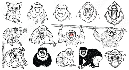 Primate portrait collection featuring various monkey species and apes in hand drawn monochrome engraving style.