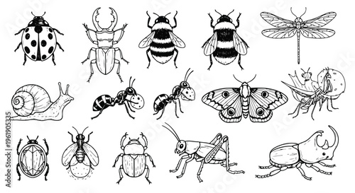 Insect and bug collection featuring beetle butterfly bee ant snail and dragonfly in hand drawn engraving art.